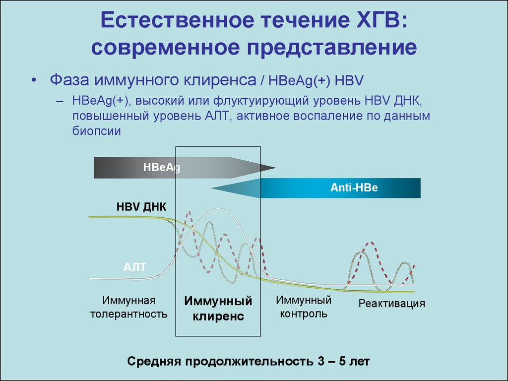 Естественного течения. Иммунный клиренс это. Фаза иммунной толерантности при гепатите б. Фаза иммунной толерантности. Фаза иммунного клиренса.