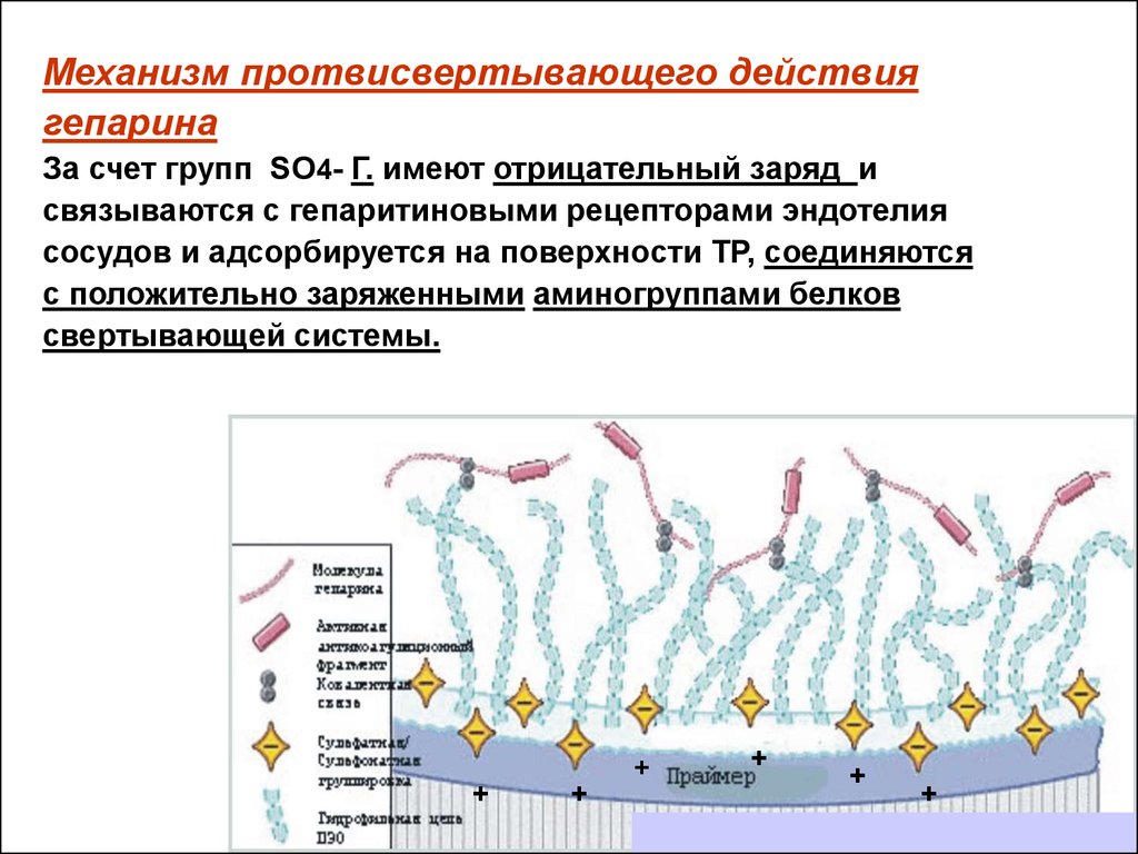 Гемостатическая схема регулона