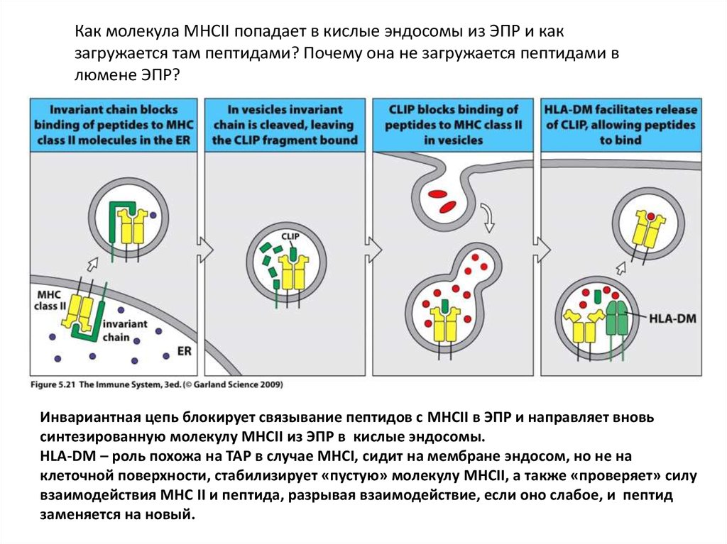 Презентация антигена т лимфоцитам