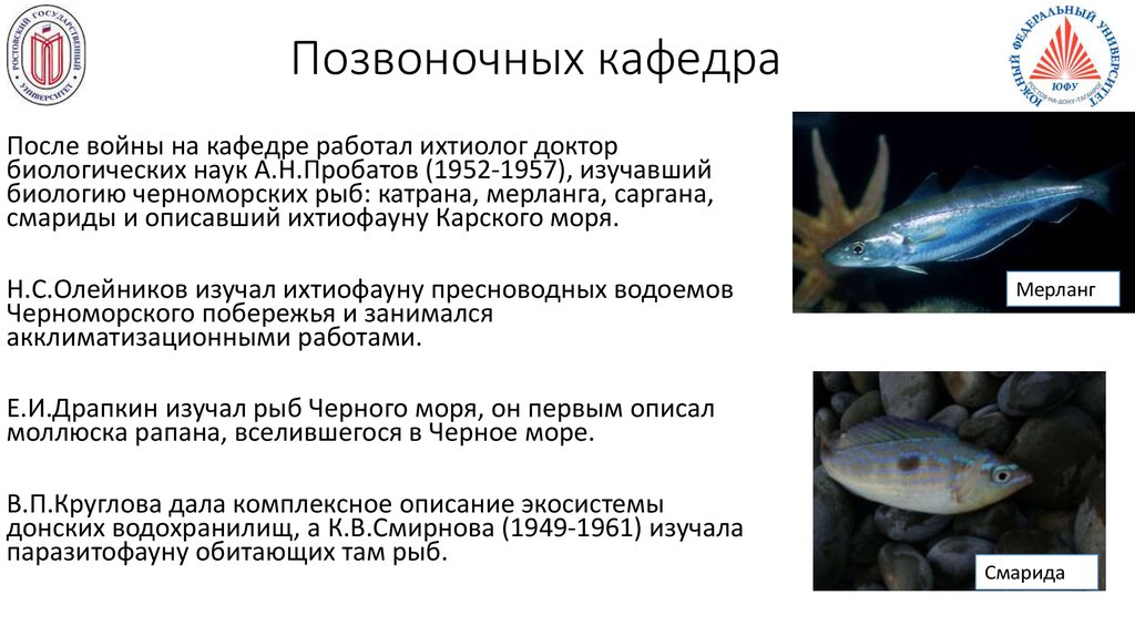 Какая биология изучает рыб. Смарида рыба Черноморская. Рыба смарида в черном море. Наука изучающая рыб. Наука изучающая рыб в биологии.