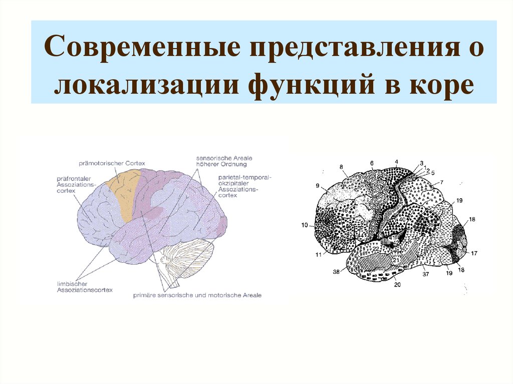 Локализация функций головного. Локализация функций в коре головного мозга. Динамическая локализация функций в коре конечного мозга. Современные представления о локализации функций в коре. Локализация корковых функций.