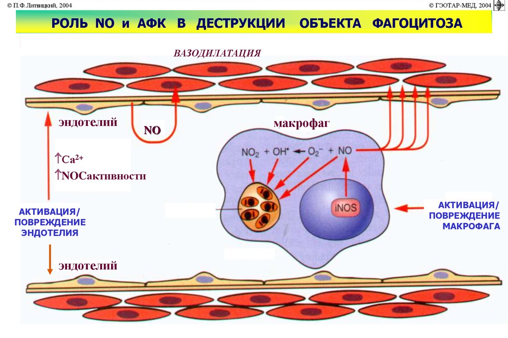 Вазодилятация. Вазодилатация. АФК И их роль в фагоцитозе. Активация макрофагов.