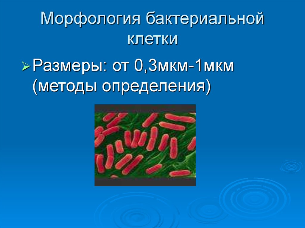 Морфология бактерий. Морфология бактериальной клетки. Морфология микробной клетки. Морфология клеток бактерий.