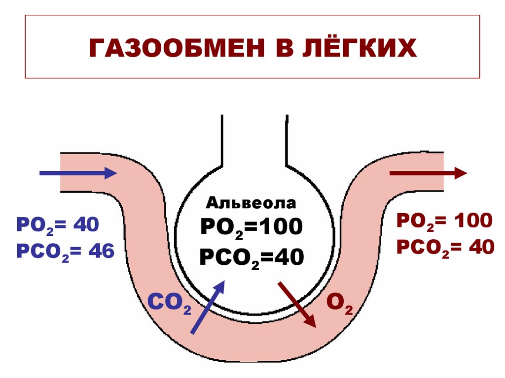 Концентрация углекислого газа в легких