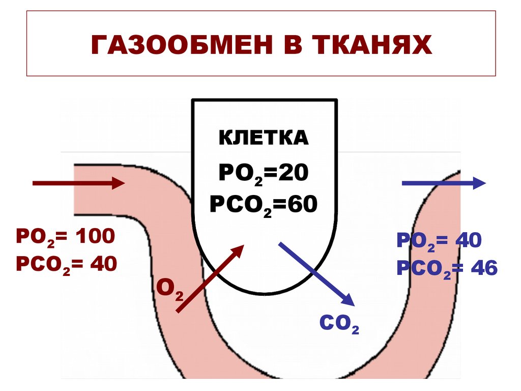 Обмен газов между. Газообмен между артериальной кровью и тканями. Механизм газообмена в тканях. Обмен газов в тканях схема. Схема газообмена в легких и тканях.