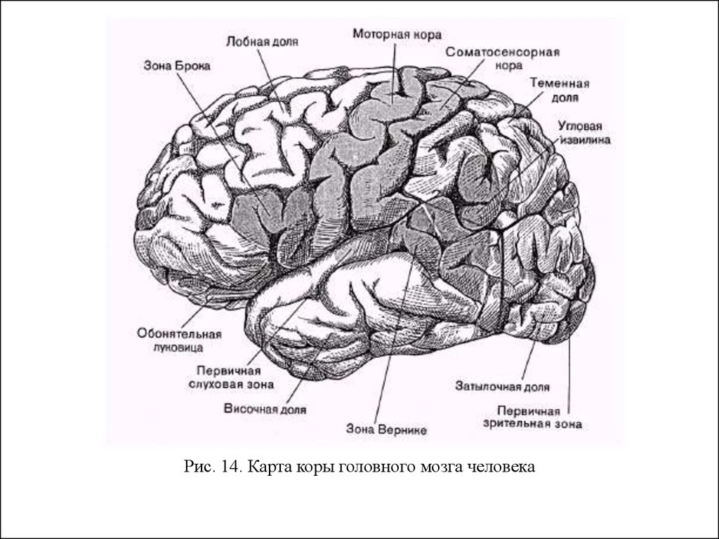Функциональные зоны мозга. Строение лобной доли коры головного мозга. Локализация функций в лобной доле коры.