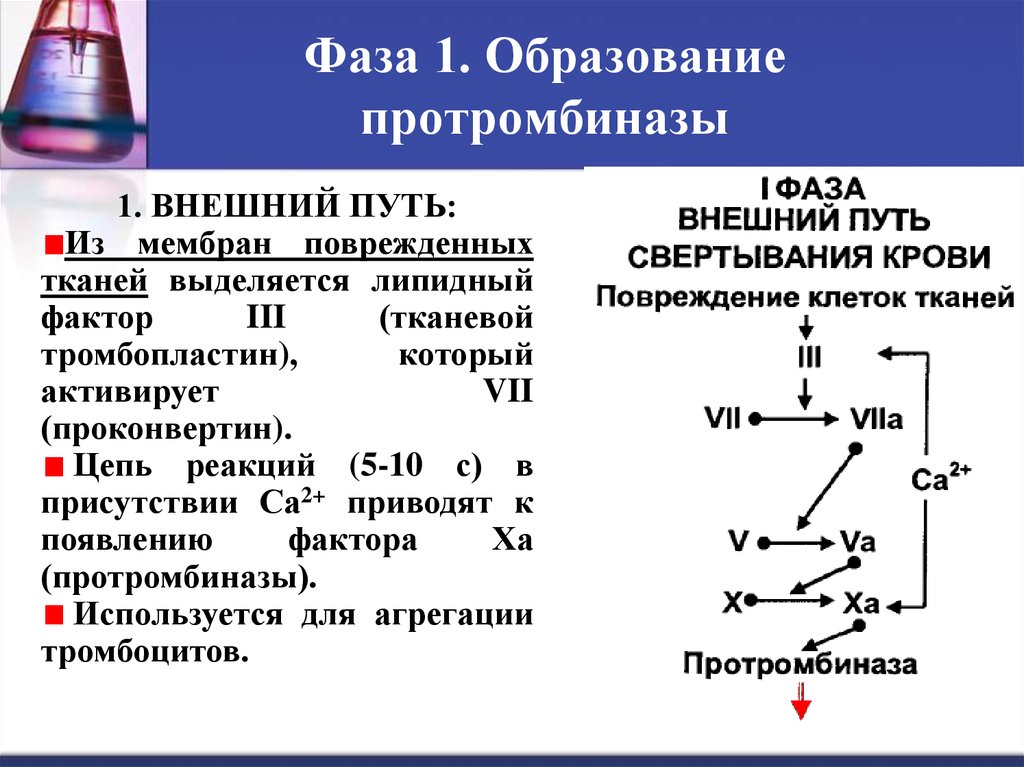 1 фаза в крови