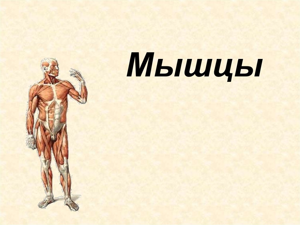 Биология мышцы. Мышцы презентация. Мышцы человека презентация. Презентация на тему мышцы человека. Проект на тему мышцы.