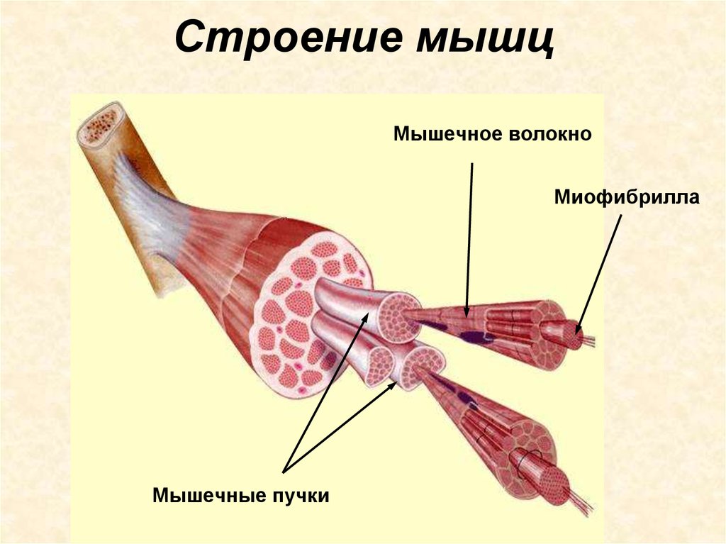 Каким номером на рисунке обозначена миофибрилла. Строение скелетной мышцы 8 класс биология. Строение скелетной мышцы человека 8 класс биология. Схема строения скелетной мышцы мышца. Строение мышечного волокна 8 класс.