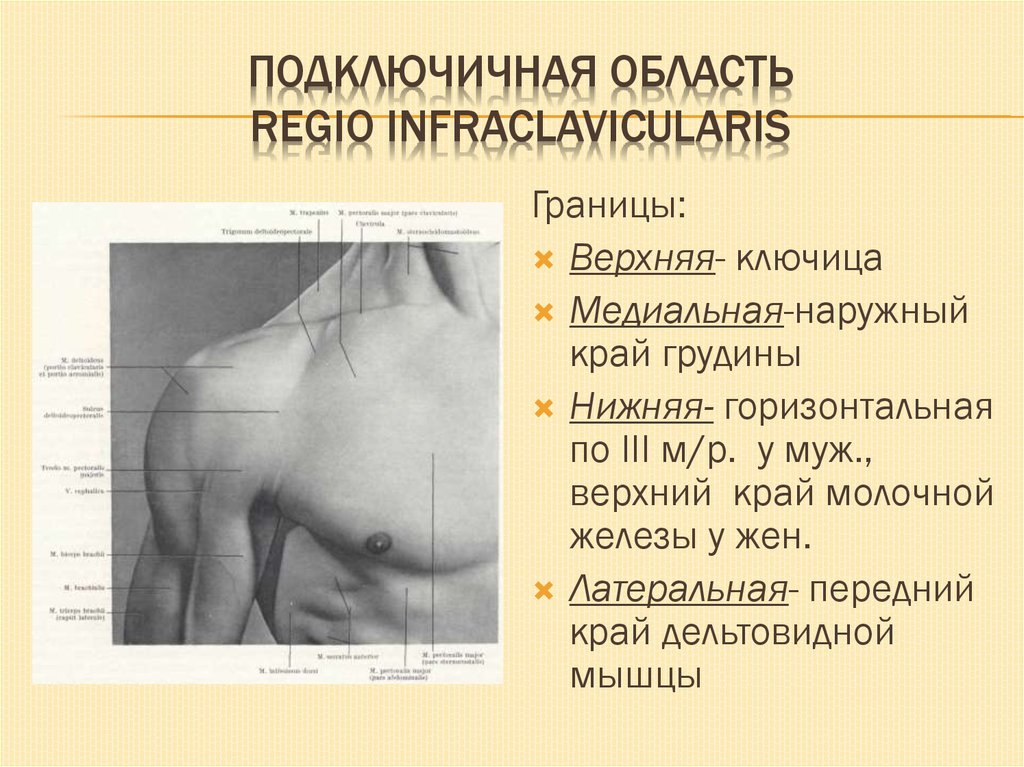 Топографическая анатомия грудной клетки презентация