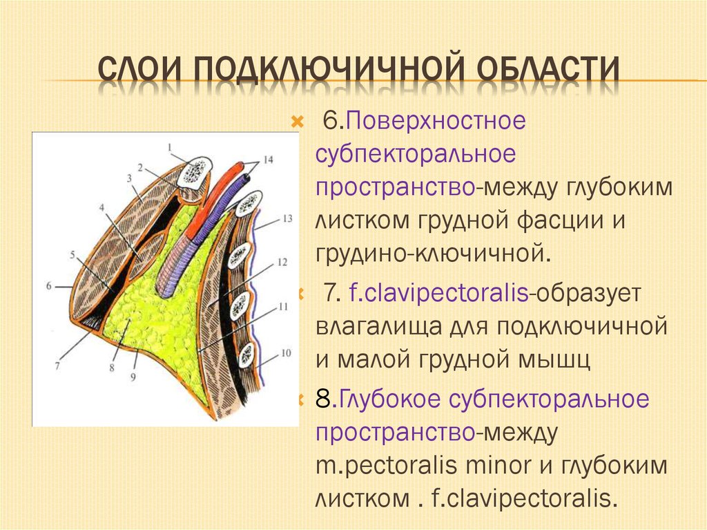 Подключичный сосудисто нервный пучок