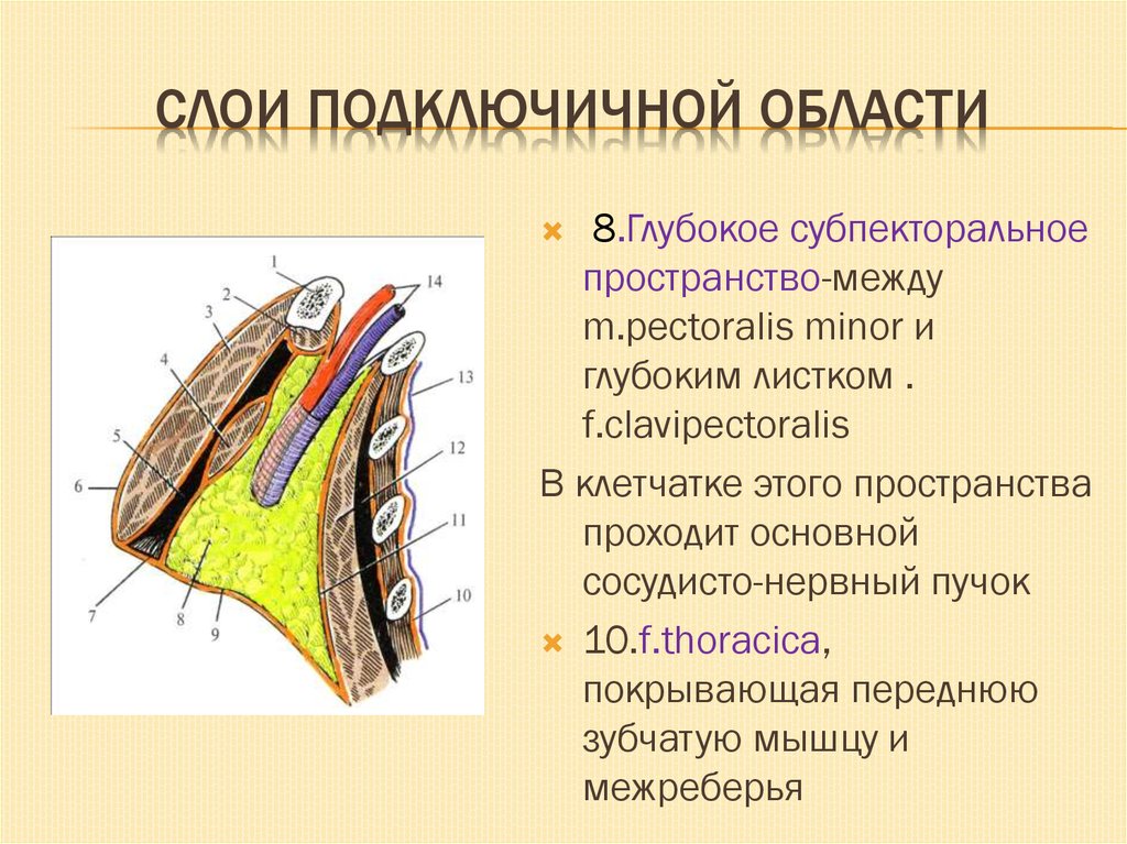 Сосудистые пучки это