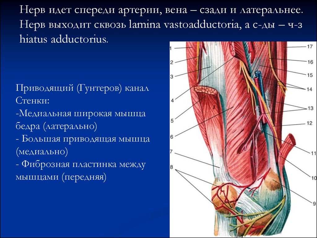 Гунтеров канал. Бедренно подколенный канал Гунтера. Canalis adductorius анатомия. Гунтеров канал топографическая анатомия. Canalis vastoadductoria стенки.
