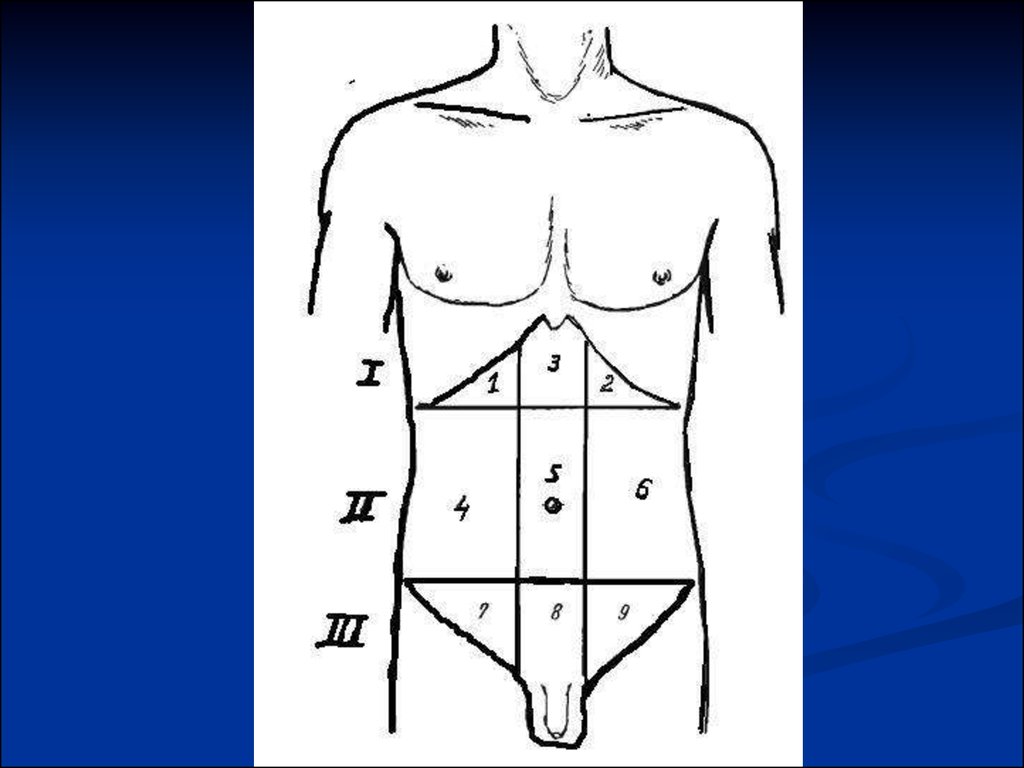 Брюшное пространство. Голотопия брюшной полости. Схема деления брюшной полости на сегменты. Ориентиры брюшной полости. 9 Частей брюшной полости.