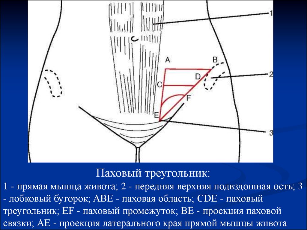 Лобковая область мужчины. Топографическая анатомия паховой складки. Топография паховой области и пахового канала. Паховый канал у женщин анатомия схема. Паховая связка проекция.