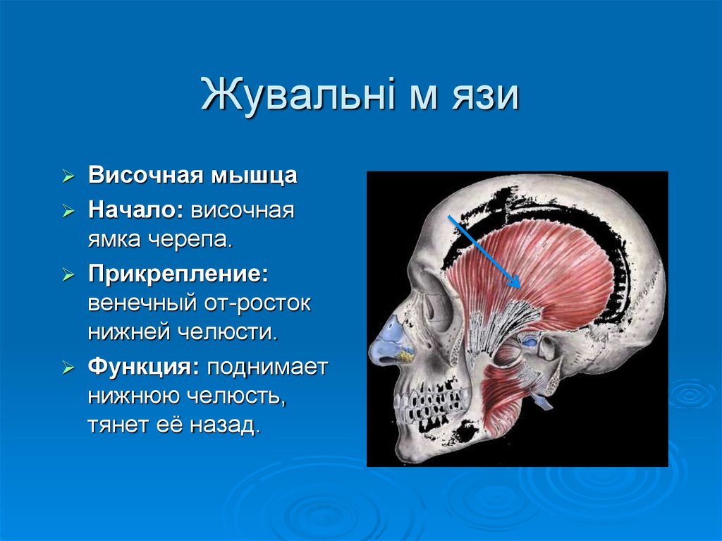 Височная мышца. Височная мышца (m. temporalis). Прикрепление височной мышцы. Височная мышца начало и прикрепление. Височная мышца начало и прикрепление функции.