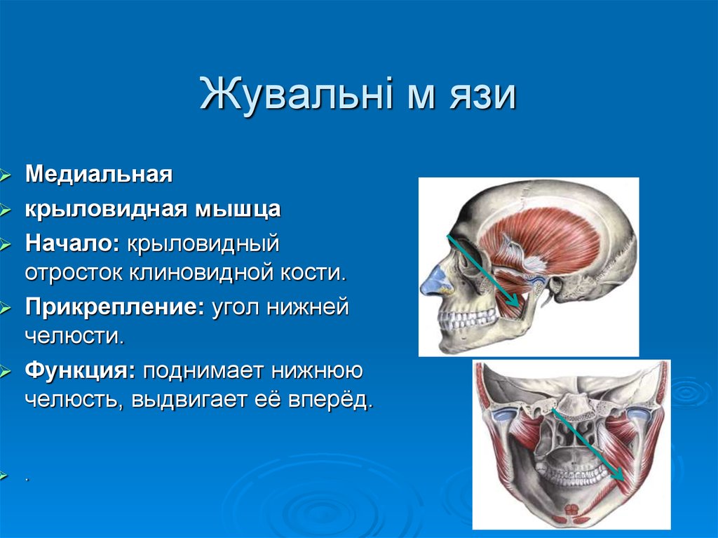 Медиальная крыловидная мышца. Головки латеральной крыловидной мышцы. Латеральная крыловидная мышца начало прикрепление функции. Медиальная крыловидная мышца функции. Медиальная крыловидная мышца начало.