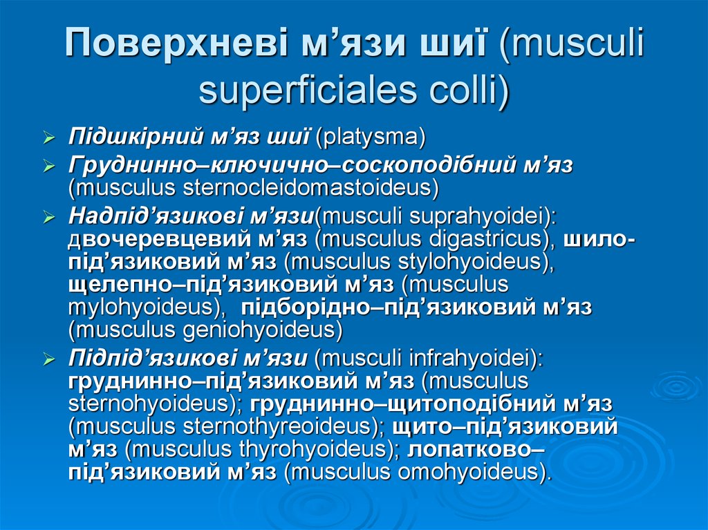 Поверхневі м’язи шиї (musculi superficiales colli)