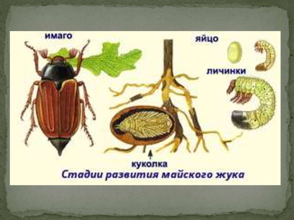 Майский жук рисунок с подписями