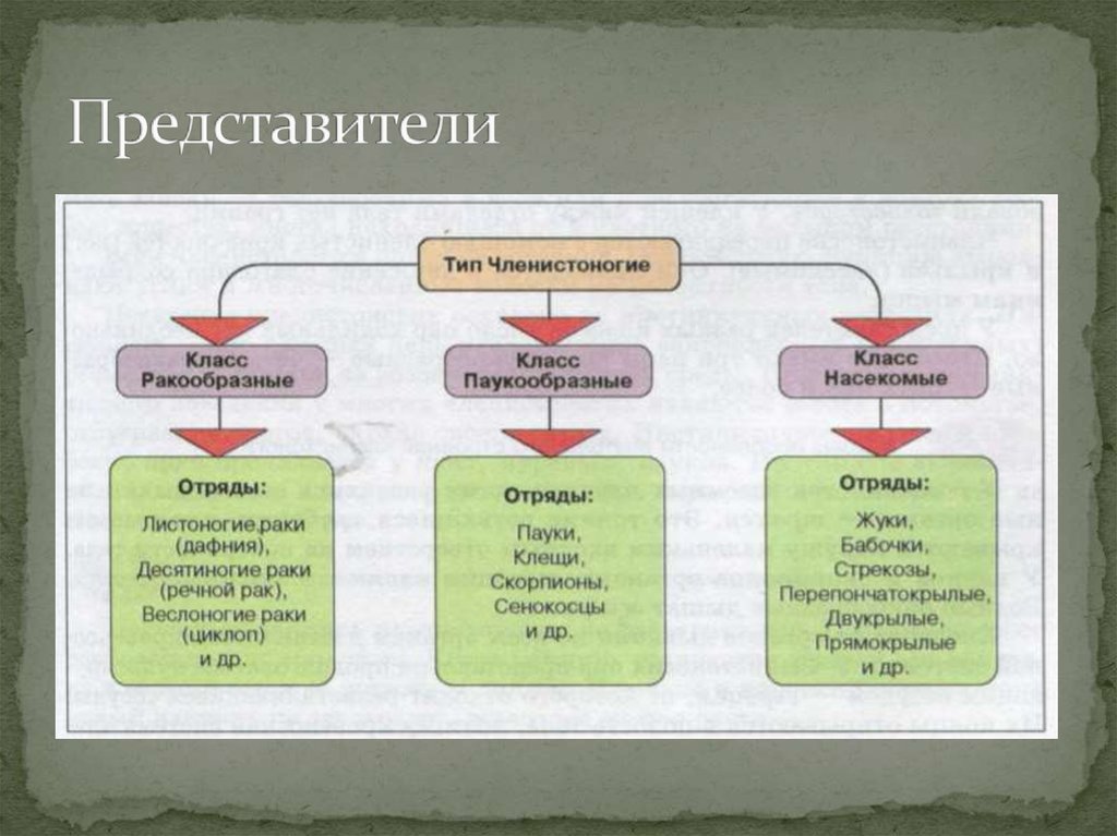 Представители класса признаки класса. Схема Тип Членистоногие 7 класс. Классификация ракообразных схема. Схема классификации типа Членистоногие. Классификация членистоногих таблица.