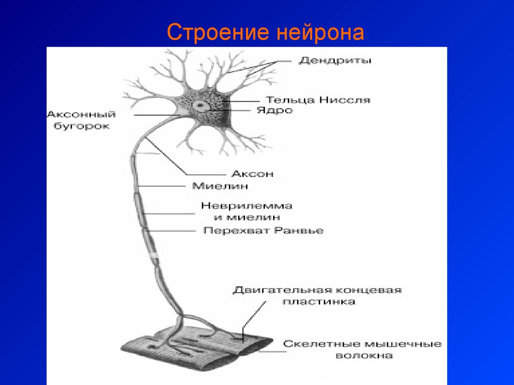 Строение нейрона. Строение нейрона Миловзорова. Строение нейрона м.с Миловзорова. Строение нейрона(м.с. Миловзорова, 1972). Двигательный Нейрон рисунок.