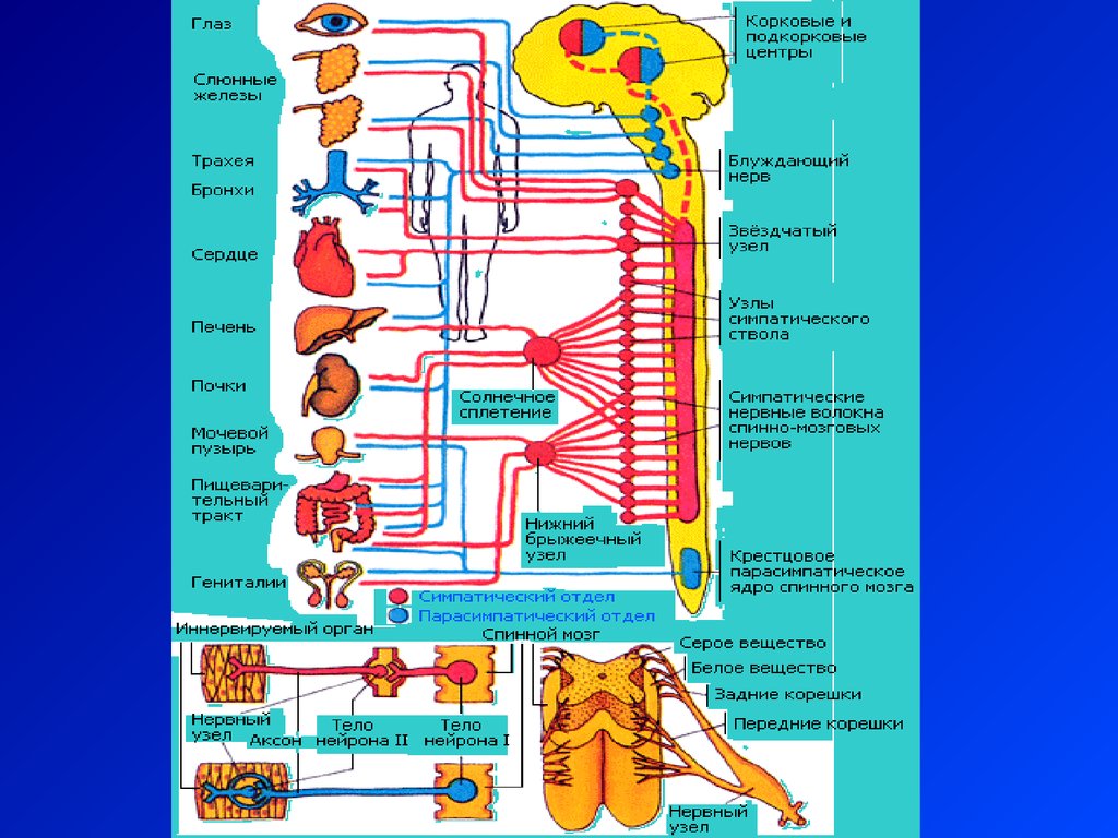 Ядра центральной нервной системы
