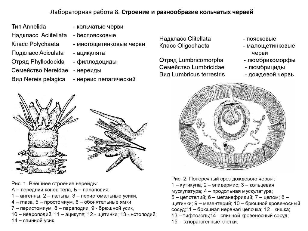 Лабораторная работа 1 строение. Строение кольчатых червей параподии. Кольчатые черви строение параподии. Строение параподии полихеты. Нереида строение внешнее и внутреннее.