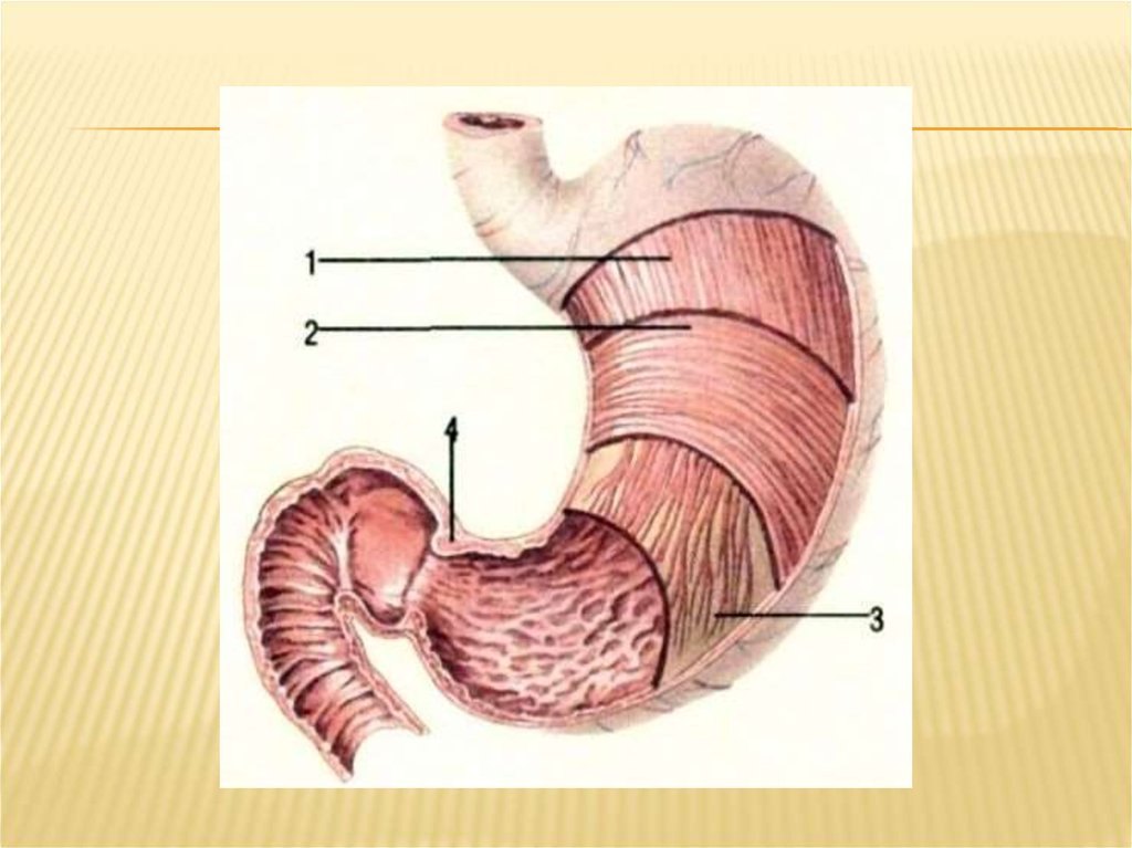 Функция оболочек желудка. Строение стенки желудка анатомия. Строение серозной оболочки желудка. Три слоя стенки оболочки желудочно-кишечного тракта. Послойное строение желудка.