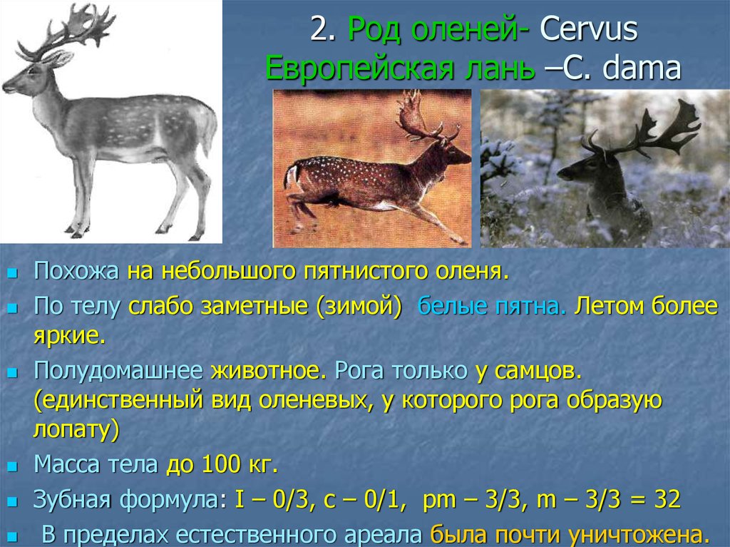 К какому классу относится олень. Род оленя. Строение оленя. Схватка оленей. Зубная формула оленя.