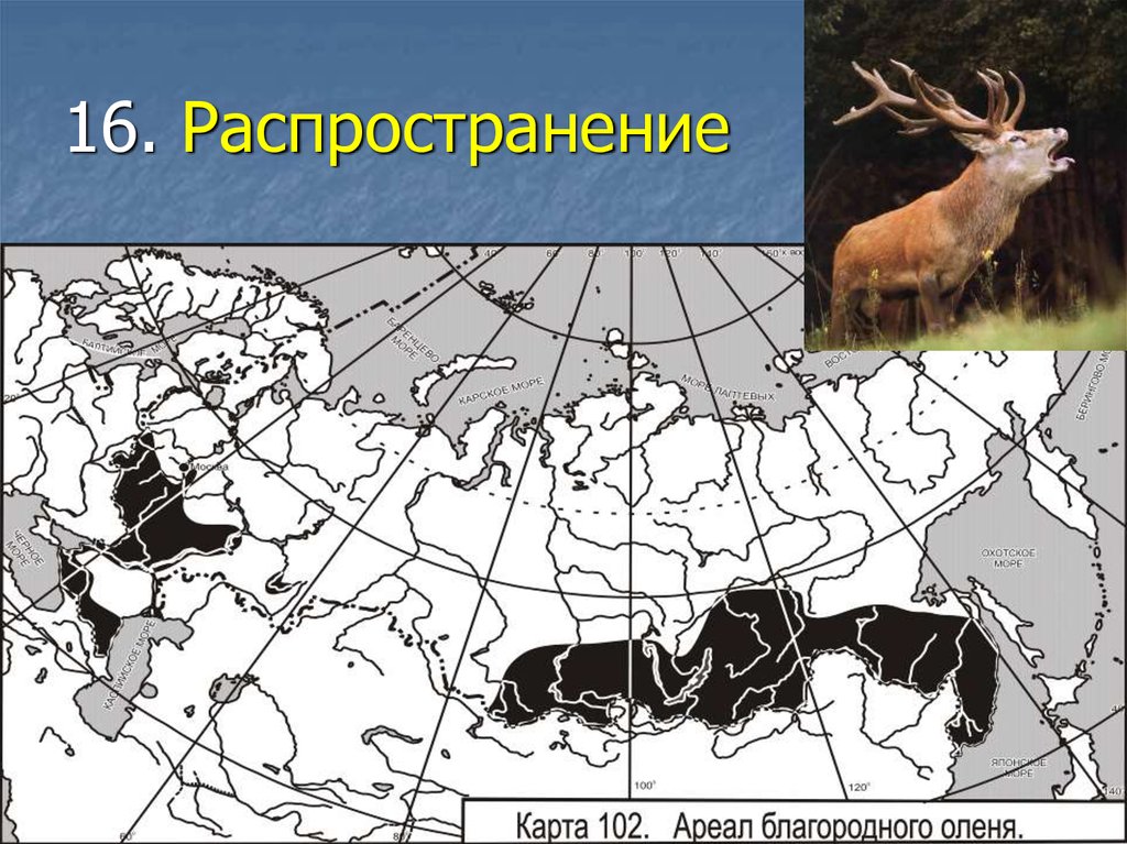 Обитания оленей в россии. Благородный олень ареал обитания. Благородный олень ареал. Ареал расселения. Ареал обитания благородного оленя в России на карте.
