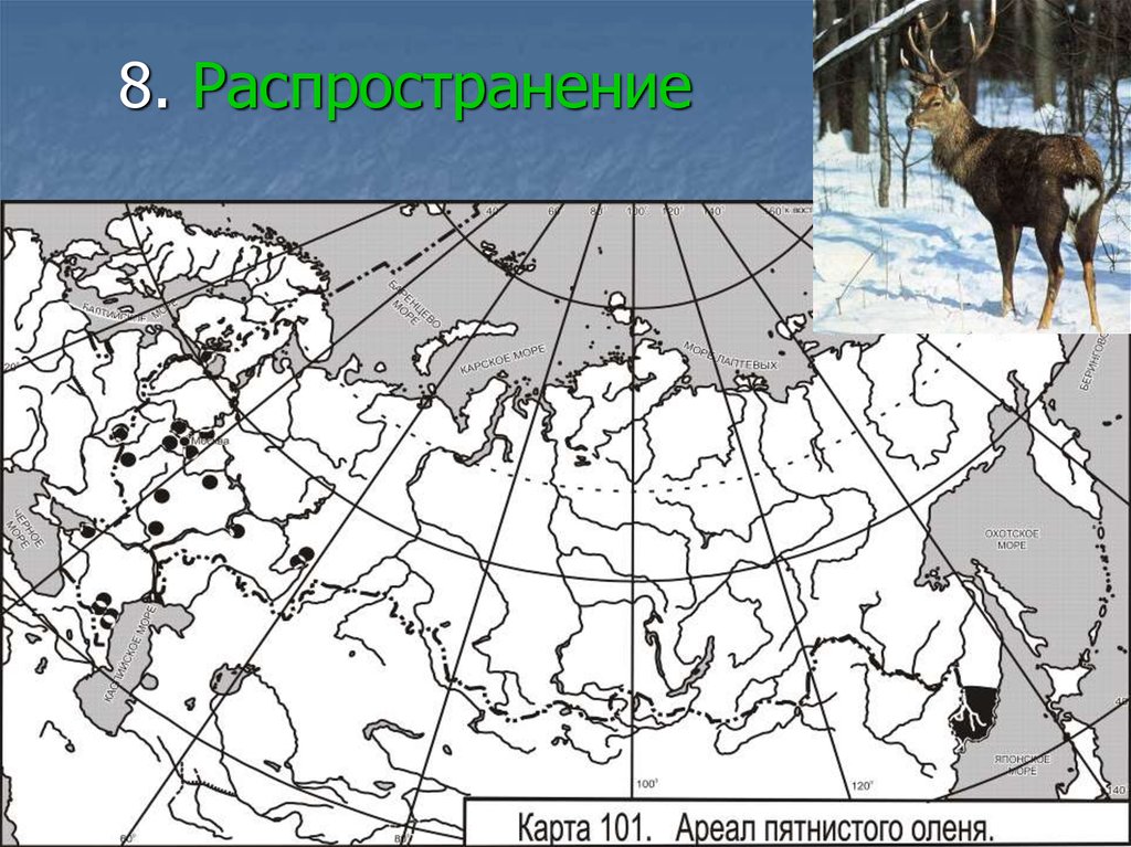 Обитания оленей в россии. Ареал обитания Северного оленя. Пятнистый олень место обитания на карте. Ареал пятнистого оленя в России. Пятнистый олень ареал обитания.