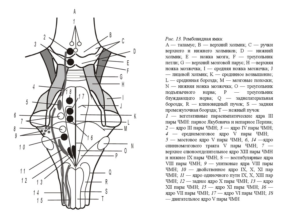 Проекция ядер. Топография ядер ромбовидной ямки схема. Ядра черепных:нервов 4 желудочек. 4 Желудочек и ромбовидная ямка анатомия. Ромбовидная ямка анатомия проекция ядер схема.