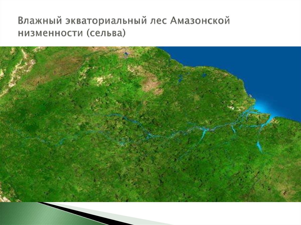 Средняя высота амазонской низменности. Амазонская низменность на физической карте. Амазонская низменность природные зоны. Зона влажных экваториальных лесов амазонской низменности.