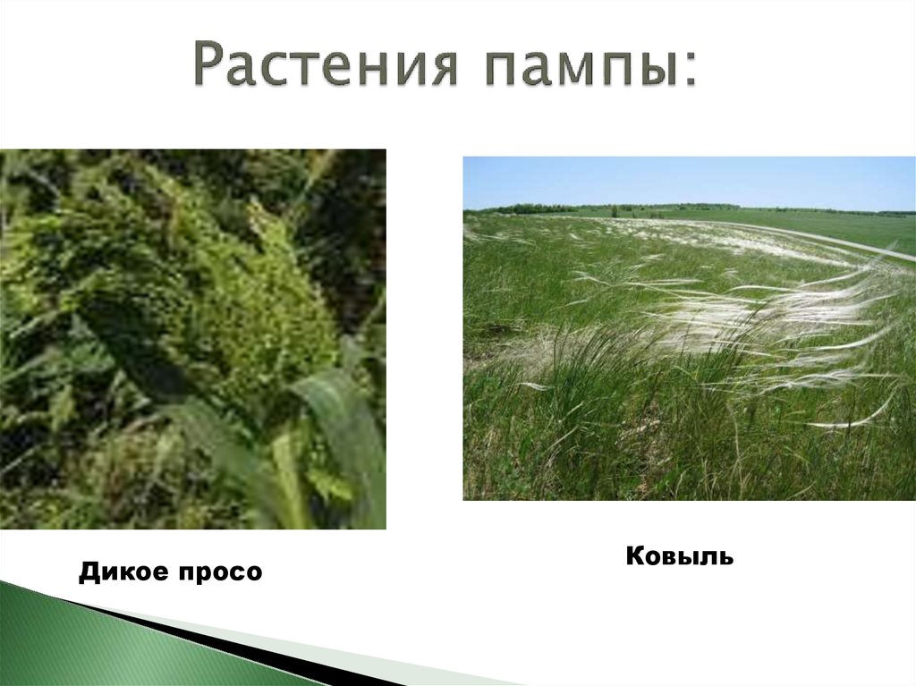 Растительность пампы южной америки