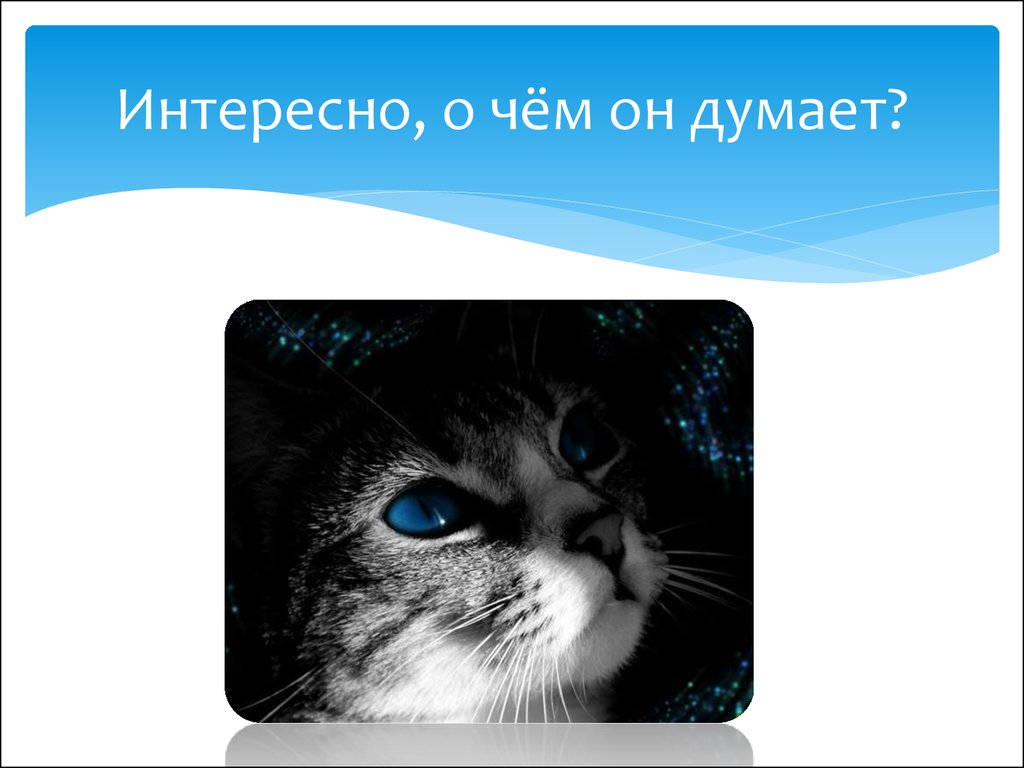 Презентация про котят