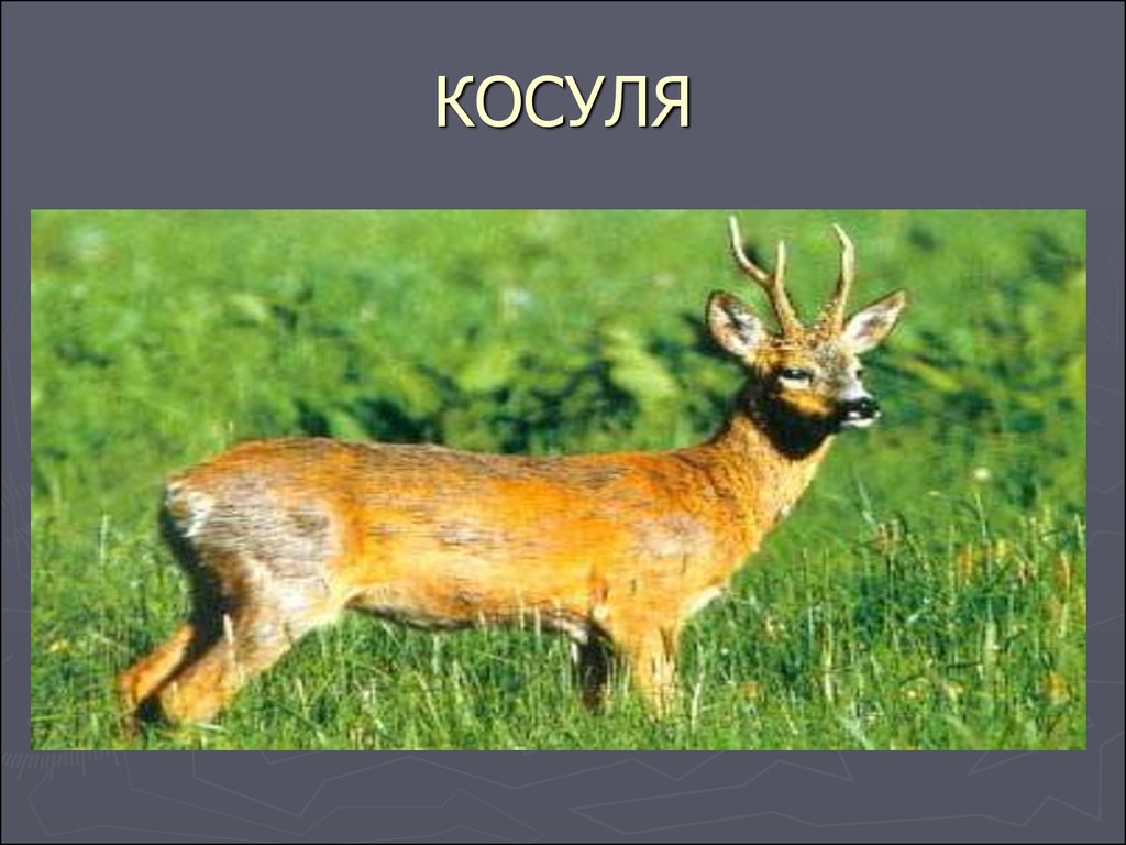 Косуля красная книга. Европейская косуля красная книга. Надпись косуля. Косуля Курганской области презентация.