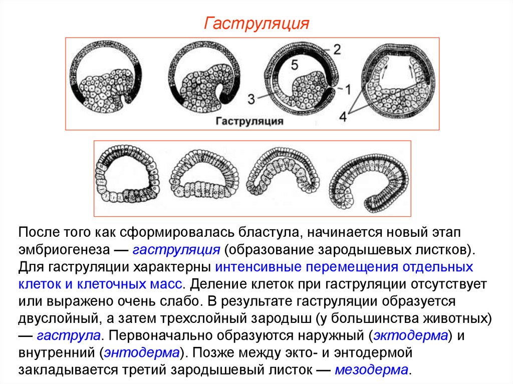 Бластула у человека образуется в результате. Характеристики этапов эмбриогенеза гаструла. Гаструляция образование зародышевых листков. Этапы эмбриогенеза гаструляция. Эмбриология гаструляция.