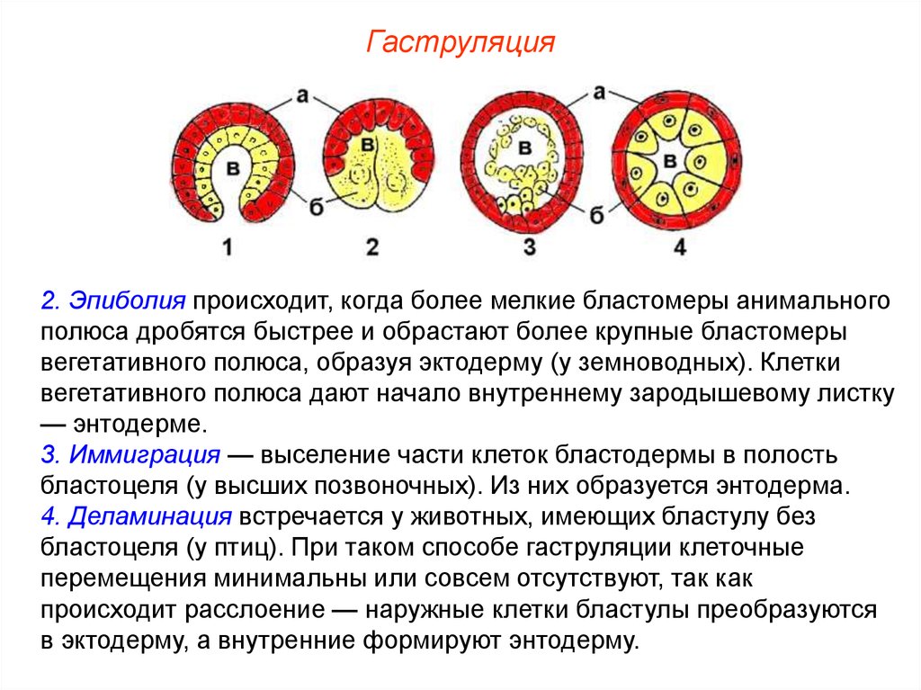 Вторичная полость тела на схеме эмбриогенеза