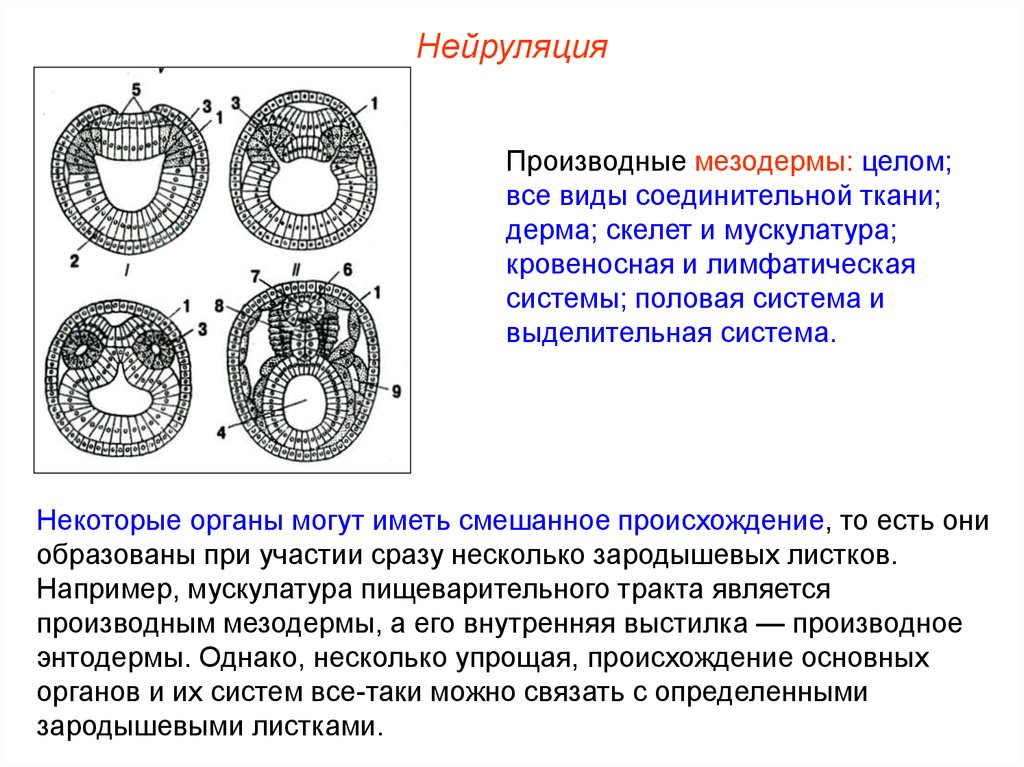 Вторичная полость тела на схеме эмбриогенеза