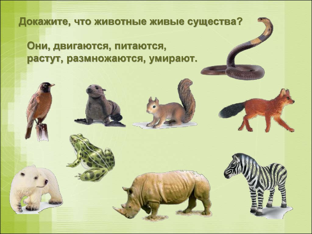 Живые существа организмы окружающий. Животные живые существа. Животные 1 класс. Животные картинки для презентации. Как живут животные.