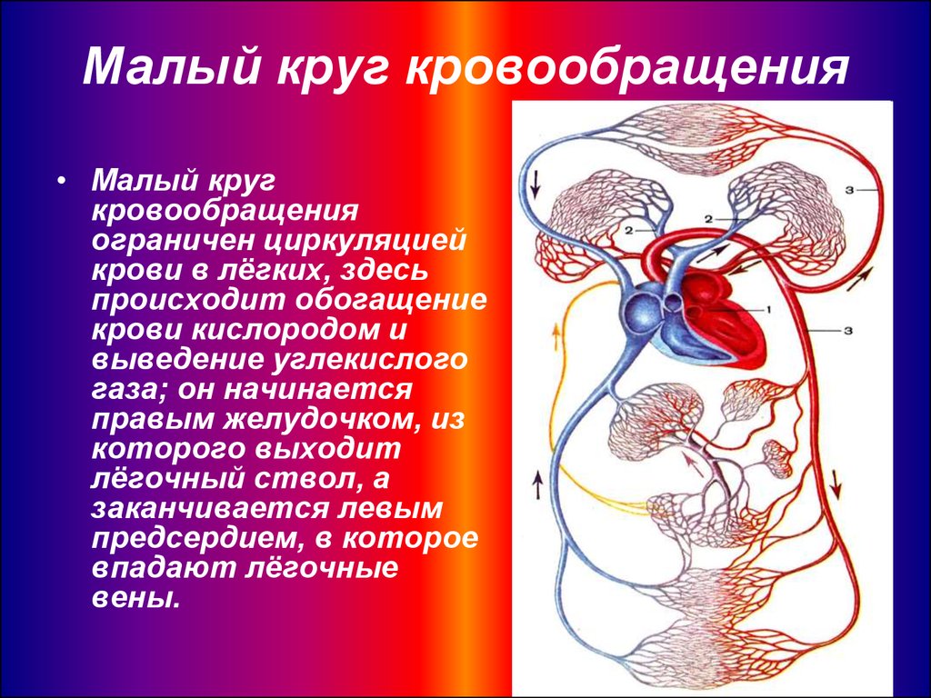 В каких сосудах происходит насыщение крови кислородом. Малый круг кровообращения. Мылый Крук кровообращения. Алый круг кровообращения. Малый кругкравообращения.