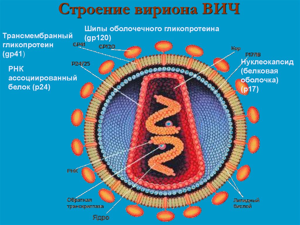 Вич белок. Строение вириона ВИЧ инфекции. ВИЧ инфекция структура вириона. Схема строения вириона ВИЧ инфекция. Строение ВИЧ вируса схема.