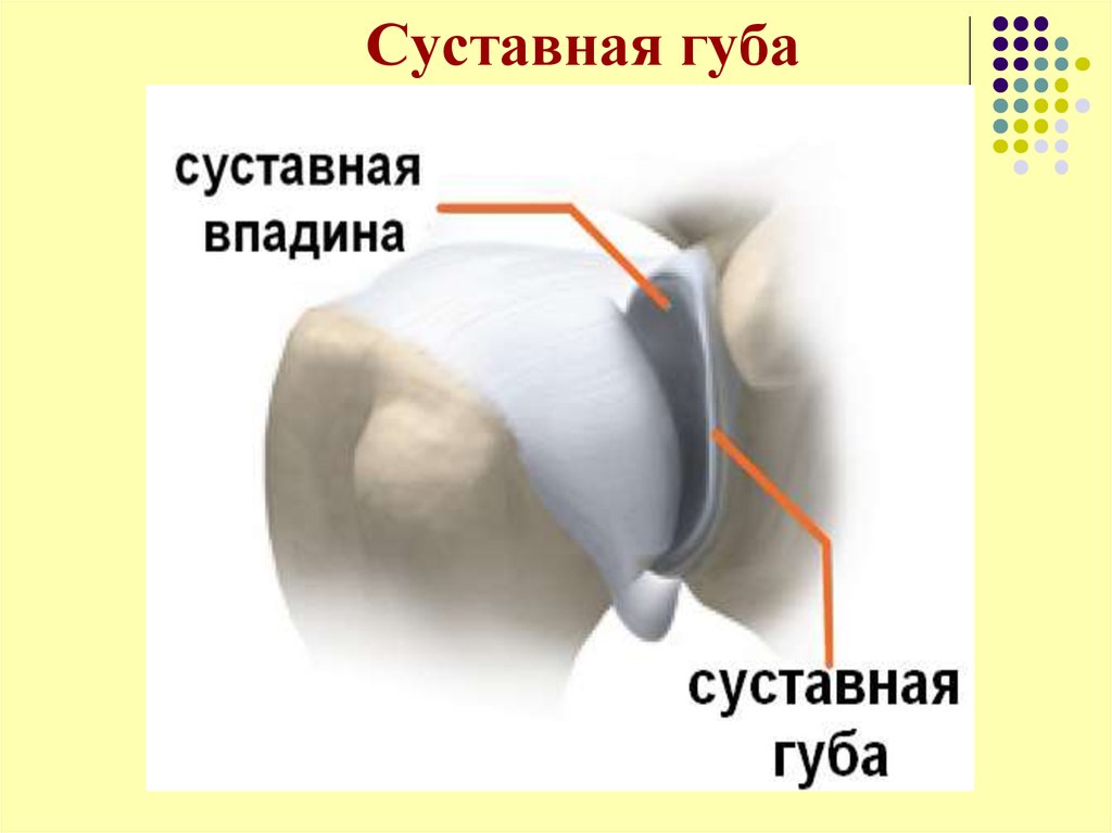 Разрыв губы гленоида. Суставная губа плечевого сустава анатомия. Хрящевая суставная губа плечевого сустава. Губа гленоида плечевого сустава анатомия. Фиброзно-хрящевая губа гленоида плечевого.