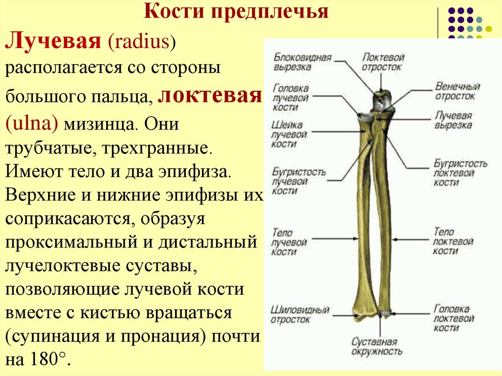 Предплечье на скелете. Строение кости лучевая кость. Кости предплечья лучевая и локтевая их строение. Лучевая кость предплечья строение. Лучевая кость строение скелета.