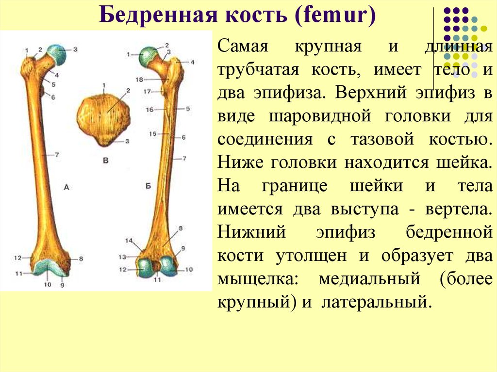 Сколько костей имеет. Нижний эпифиз бедренной кости. Эпифиз бедренной кости коровы. Верхний проксимальный эпифиз бедренной кости. Трубчатая бедренная кость.
