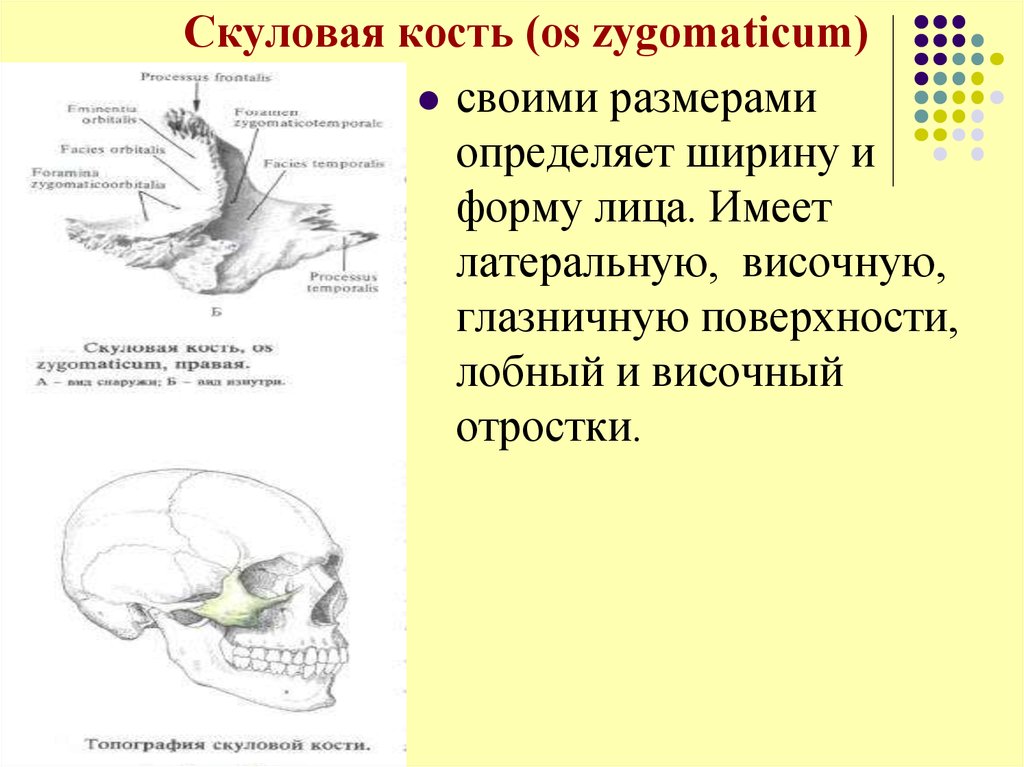 Анатомия скуловой кости. Скуловая кость черепа анатомия. Скуловая кость черепа функция. Скуловая кость лобный отросток. Скуловая кость (os zygomaticum).