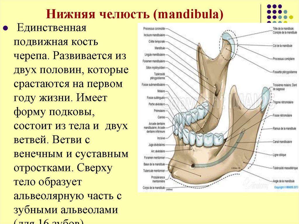 Нижний край нижней челюсти. Анатомия нижней челюсти человека кости. Нижняя челюсть анатомия строение кости. Нижняя челюсть кость анатомия. Нижняя челюсть анатомия строение.
