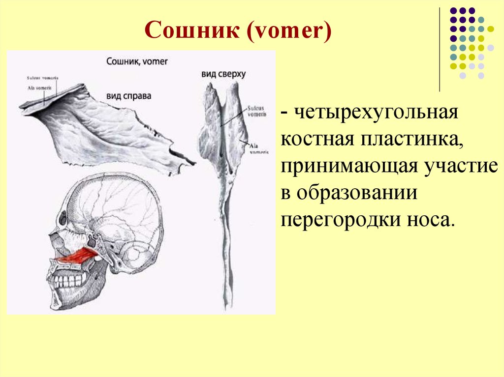 Носовая кость лицевого черепа. Сошник кость черепа анатомия. Сошник кость анатомия. Сошник анатомия строение. Строение сошник кости черепа.