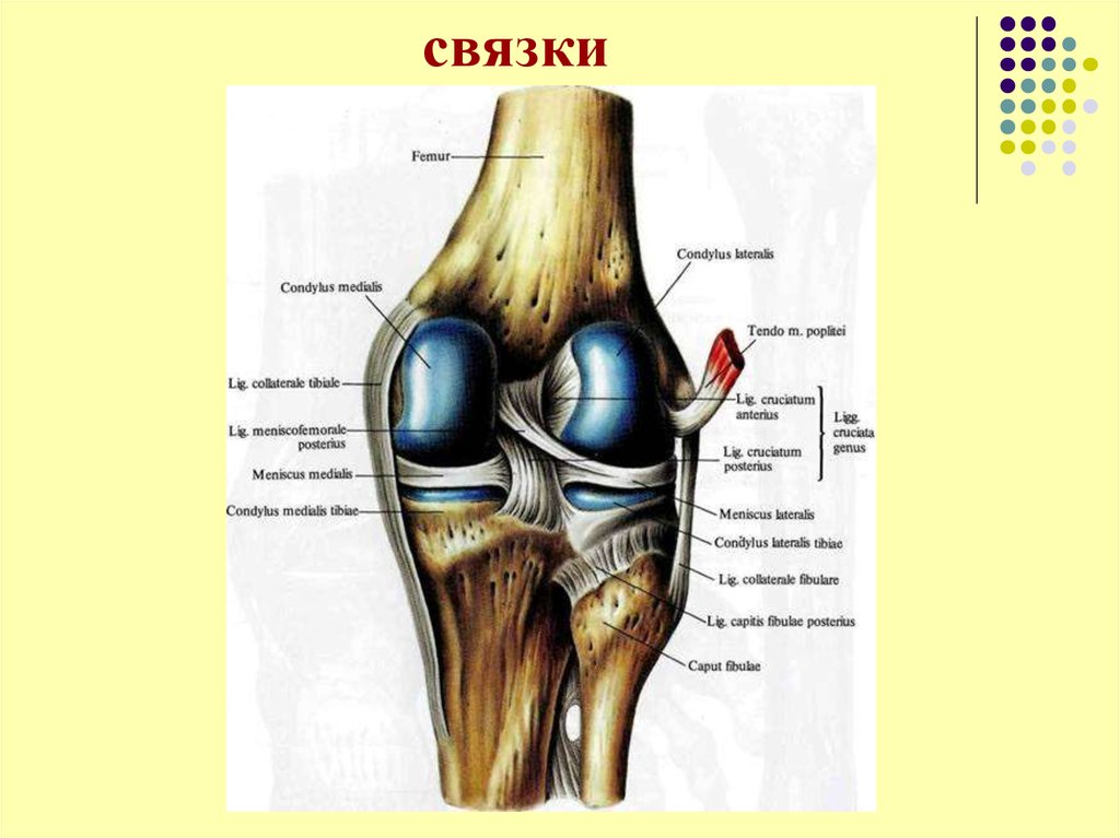 Сустав человека строение анатомия. Строение суставно-связочного аппарата. Эпифиз кости коленного сустава. Сустав в колене скелет.