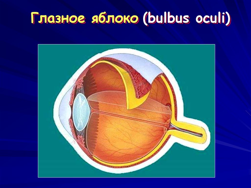 Глазное яблоко (bulbus oculi)